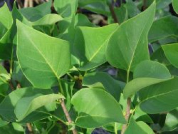 Edelflieder 'Carpe Diem', 40-60 cm, Syringa vulgaris 'Carpe Diem', Containerware