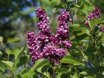 Edelflieder &#8218;Charles Joly&#8216;, 30-40 cm, Syringa vulgaris &#8218;Charles Joly&#8216;, Containerware