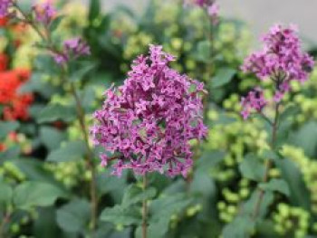 Edelflieder / Herbstflieder Bloomerang® &#8218;Dark Purple&#8216;, 40-60 cm, Syringa Bloomerang® &#8218;Dark Purple&#8216;, Containerware