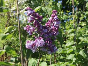 Edelflieder &#8218;Katharine Havemeyer&#8216;, 40-60 cm, Syringa vulgaris &#8218;Katharine Havemeyer&#8216;, Containerware