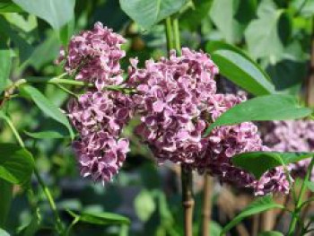 Edelflieder 'Lila Wonder', 40-60 cm, Syringa vulgaris 'Lila Wonder', Containerware