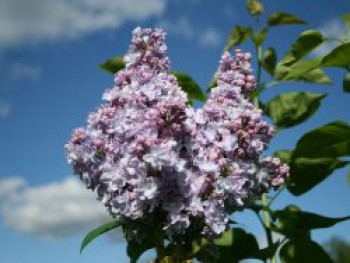 Edelflieder 'Michel Buchner', 40-60 cm, Syringa vulgaris 'Michel Buchner', Containerware