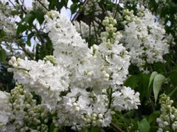 Edelflieder &#8218;Mme Lemoine&#8216;, 30-40 cm, Syringa vulgaris &#8218;Mme Lemoine&#8216;, Containerware