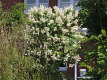 Edelflieder &#8218;Primrose&#8216;, 30-40 cm, Syringa vulgaris &#8218;Primrose&#8216;, Containerware