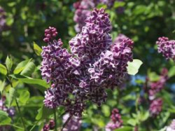 Edelflieder 'Sensation', 40-60 cm, Syringa vulgaris 'Sensation', Containerware