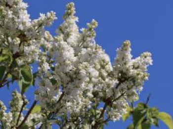 Edelflieder 'Souvenir d'Alice Harding', 60-80 cm, Syringa vulgaris 'Souvenir d'Alice Harding', Containerware