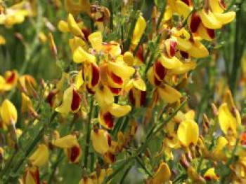 Edelginster &#8218;Andreanus Splendens&#8216;, 40-60 cm, Cytisus scoparius &#8218;Andreanus Splendens&#8216;, Containerware