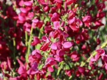 Edelginster &#8218;Boskoop Ruby&#8216;, 40-60 cm, Cytisus scoparius &#8218;Boskoop Ruby&#8216;, Containerware