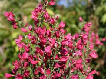 Edelginster &#8218;Burkwoodii&#8216;, 40-60 cm, Cytisus scoparius &#8218;Burkwoodii&#8216;, Containerware