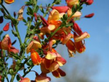 Edelginster &#8218;Erlkönig&#8216;, 40-60 cm, Cytisus scoparius &#8218;Erlkönig&#8216;, Containerware