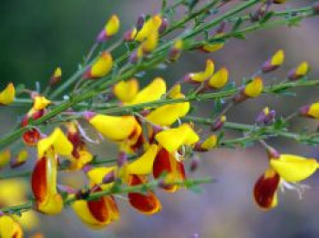 Edelginster 'Firefly' / Besen-Ginster, 10-20 cm, Cytisus scoparius 'Firefly', Topfware