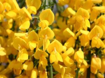 Edelginster 'Golden Tears', Stamm 50 cm, 60-80 cm, Cytisus scoparius 'Golden Tears', Stämmchen