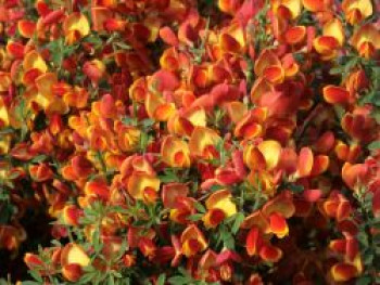 Edelginster 'Lena', 40-60 cm, Cytisus scoparius 'Lena', Containerware