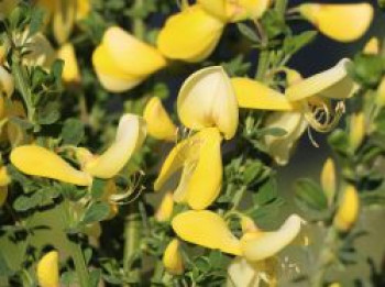 Edelginster &#8218;Luna&#8216;, 40-60 cm, Cytisus scoparius &#8218;Luna&#8216;, Containerware