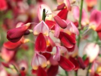 Edelginster &#8218;Palette&#8216;, 40-60 cm, Cytisus scoparius &#8218;Palette&#8216;, Containerware