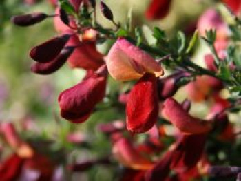 Edelginster &#8218;Red Wings&#8216;, 40-60 cm, Cytisus scoparius &#8218;Red Wings&#8216;, Containerware