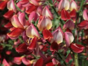 Edelginster &#8218;Roter Favorit&#8216;, 40-60 cm, Cytisus scoparius &#8218;Roter Favorit&#8216;, Containerware