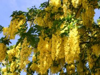 Edelgoldregen 'Vossii', 100-125 cm, Laburnum watereri 'Vossii', Containerware