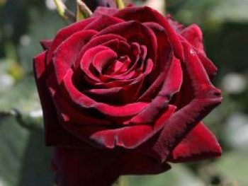 Edelrose 'Black Baccara', Rosa 'Black Baccara', Containerware