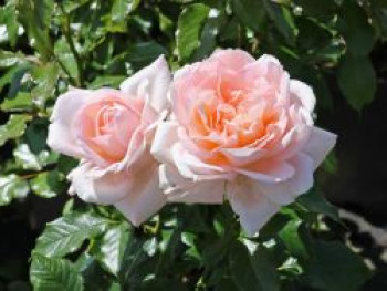 Edelrose 'Chandos Beauty' ®, Rosa 'Chandos Beauty' ®, Containerware