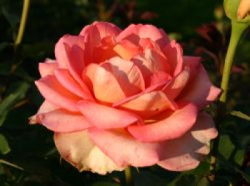 Edelrose Fantasia ® 'Mondiale' ®, Rosa Fantasia ® 'Mondiale' ®, Wurzelware