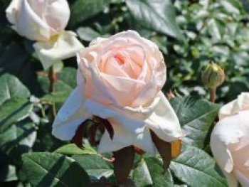 Edelrose 'Gruaud Larose' ®, Rosa 'Gruaud Larose' ®, Containerware