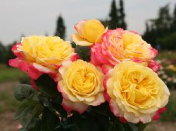 Edelrose 'Kordes Jubilee', Rosa 'Kordes Jubilee', Wurzelware