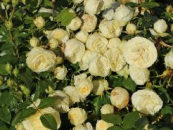 Edelrose 'Lemon Rokoko' ® / Noblesse ® Spray-Rose, Rosa 'Lemon Rokoko' ® / Noblesse® Spray-Rose, Containerware