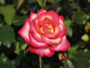 Edelrose 'Leo Ferre', Rosa 'Leo Ferre', Containerware