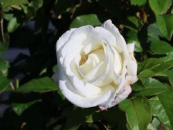Edelrose 'Metropolitan', Rosa 'Metropolitan', Containerware