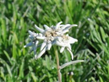 Edelweiß &#8218;Alpine White&#8216;, Leontopodium souliei &#8218;Alpine White&#8216;, Topfware