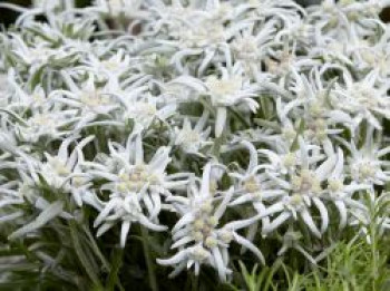 Edelweiß &#8218;Blossom of Snow&#8216;, Leontopodium alpinum &#8218;Blossom of Snow&#8216;, Topfware