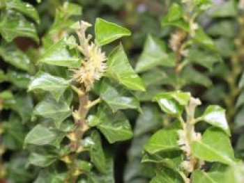 Efeu &#8218;Erecta&#8216;, 15-30 cm, Hedera helix &#8218;Erecta&#8216;, Topfware