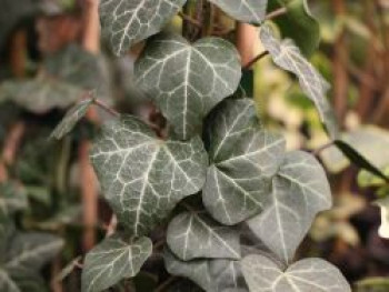 Efeu 'Plattensee', 20-30 cm, Hedera helix 'Plattensee', Topfware
