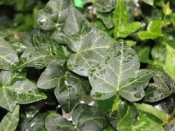 Efeu 'Shamrock', 20-30 cm, Hedera helix 'Shamrock', Topfware