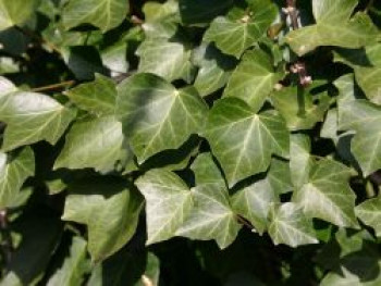 Efeu 'Woerner', 125-150 cm, Hedera helix 'Woerner', Containerware