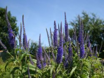 Ehrenpreis 'Blauriesin', Veronica longifolia 'Blauriesin', Topfware