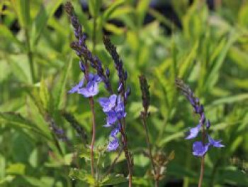 Ehrenpreis &#8218;Königsblau&#8216;, Veronica teucrium &#8218;Königsblau&#8216;, Topfware