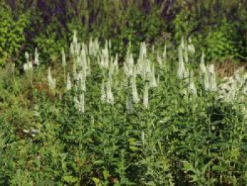 Ehrenpreis &#8218;Schneeriesin&#8216;, Veronica longifolia &#8218;Schneeriesin&#8216;, Topfware