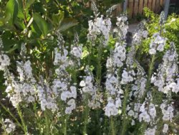 Ehrenpreis &#8218;Tissington White&#8216;, Veronica gentianoides &#8218;Tissington White&#8216;, Topfware