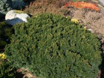 Eibe 'Green Diamond', 20-40 cm, Taxus baccata 'Green Diamond', Containerware