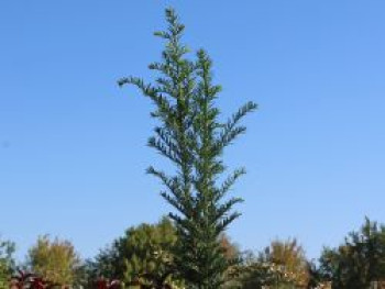 Eibe &#8218;Höpken&#8217;s Gigant&#8216;, 40-60 cm, Taxus baccata &#8218;Höpken&#8217;s Gigant&#8216;, Containerware