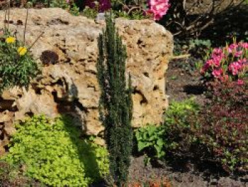 Eibe 'Micro', 20-30 cm, Taxus baccata 'Micro', Containerware