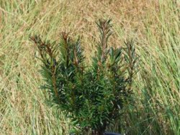 Eibe 'Tiny T', 10-20 cm, Taxus baccata 'Tiny T', Topfware