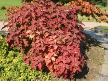 Eichenblättrige Hortensie / Eichenblatt-Hortensie 'Burgundy', 30-40 cm, Hydrangea quercifolia 'Burgundy', Containerware