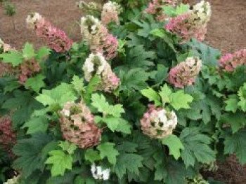Eichenblättrige Hortensie 'Jetstream', Hydrangea quercifolia 'Jetstream', Topfware