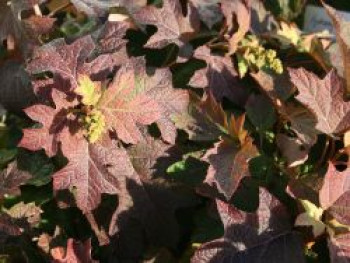 Eichenblättrige Hortensie / Eichenblatt-Hortensie &#8218;Pee Wee&#8216;, 30-40 cm, Hydrangea quercifolia &#8218;Pee Wee&#8216;, Containerware