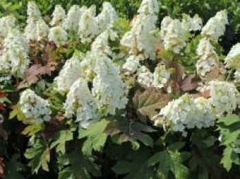 Eichenblättrige Hortensie / Eichenblatt-Hortensie 'Ruby Slippers', 30-40 cm, Hydrangea quercifolia 'Ruby Slippers', Containerware