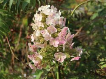 Eichenblättrige Hortensie / Eichenblatt-Hortensie 'Snow Queen', 30-40 cm, Hydrangea quercifolia 'Snow Queen', Containerware