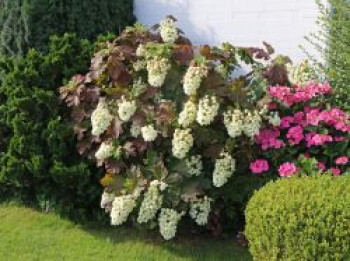 Eichenblättrige Hortensie / Eichenblatt-Hortensie 'Snowflake', 30-40 cm, Hydrangea quercifolia 'Snowflake', Containerware